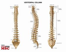 vertebral 的图像结果