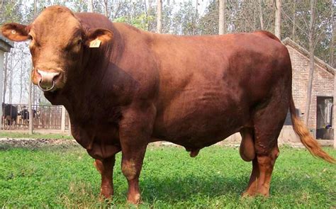 肉牛品种，牛品种大全及图片介绍，牛品种排行_性能