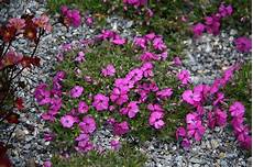 piante fiorite perenni perenni vivai rulli garden marsciano piante fiorite perenni perenni vivai rulli garden marsciano