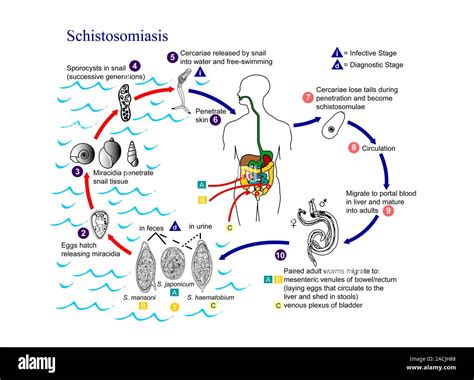 Schistosomiasis parasite life cycles. Diagram showing the life cycle of the parasitic flukes ...