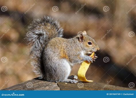 Happy Squirrel Eating a Banana Peel on a Deck Railing Stock Image ...