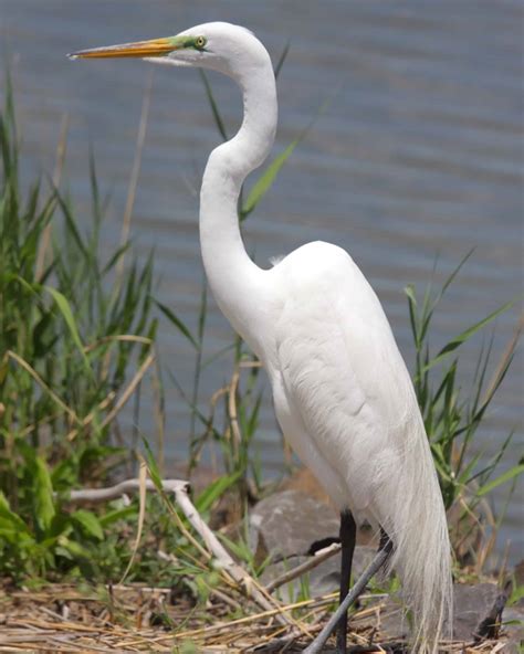 36 Unique Birds With Long Necks