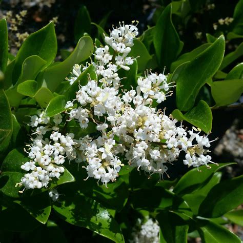 Ligustrum japonicum - Wax Leafed Privet - Quinta dos Ouriques