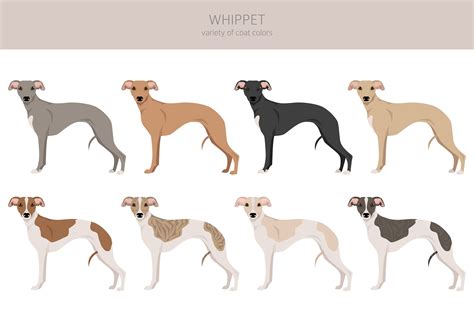 Whippet - Dog Breed Information & Characteristics - FurLyfe!