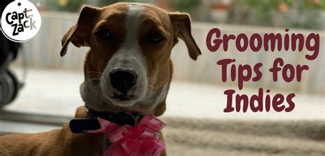 Grooming Tips for Indies