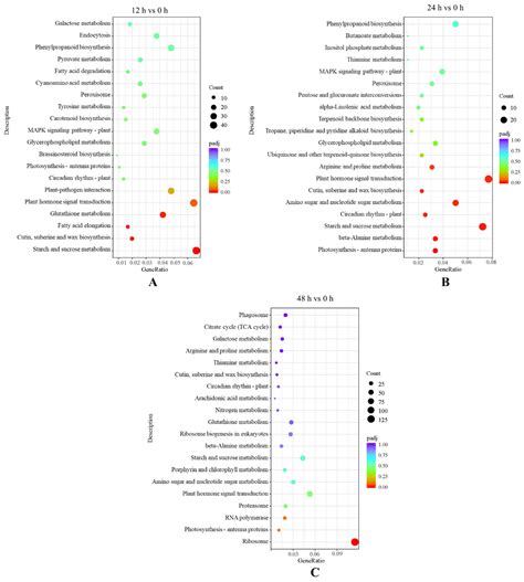 Starch and Sucrose Metabolism and Plant Hormone Signaling Pathways Play ...
