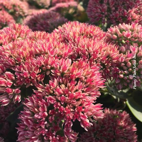 Pépinière.ca | Sedum 'Autumn Fire'
