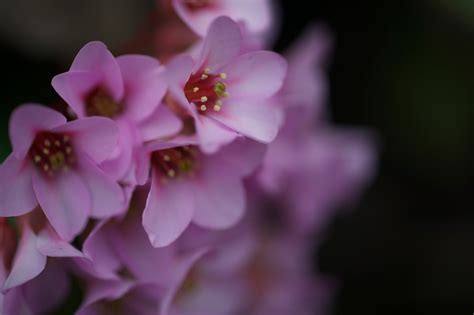 4月5日の誕生花『ワスレナグサ(忘れな草)』の花言葉、育て方| 誕生日プレゼントCafé