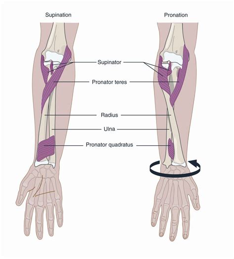 Pronation & Supination - Forearm anatomy
