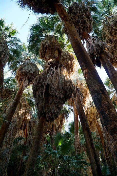 Explore Thousand Palms Oasis Preserve – Best Hiking Trails & Family ...