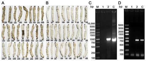 Ecdysteroid UDP-Glucosyltransferase Expression in Beauveria bassiana ...