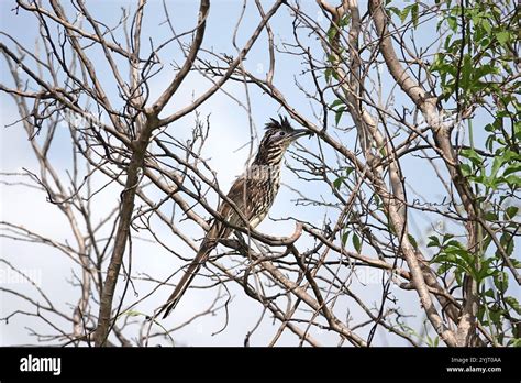 Lesser RoadRunner 的图像结果