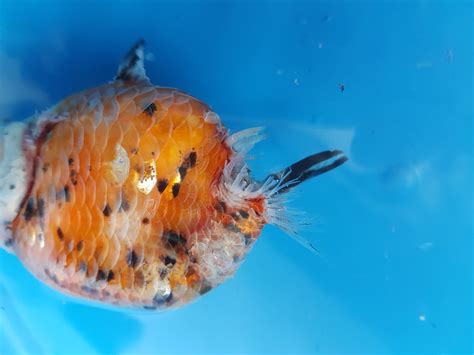 Fin Rot - Mr. Ranchu - Goldfish Care