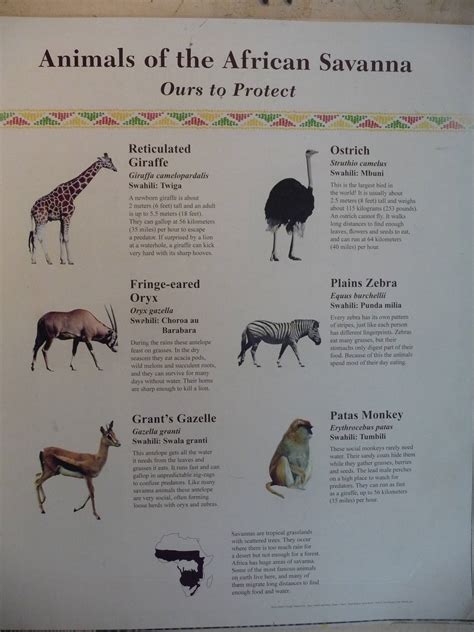 African Savanna Animals List - Animals - the African Savanna / Many ...