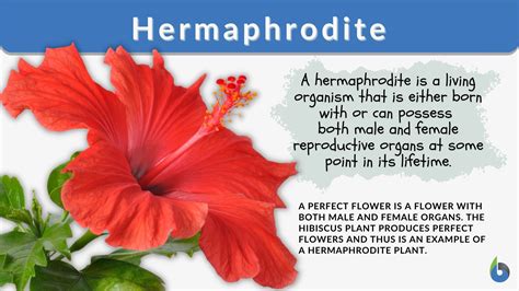 Hermaphroditism In Animals