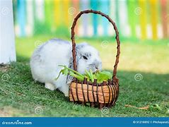Image result for Sallander Holland Lop Bunny