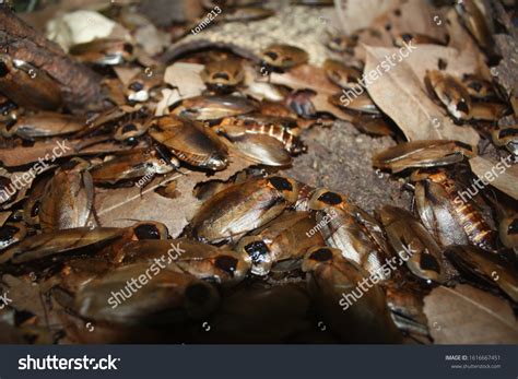 Nest Of Roaches