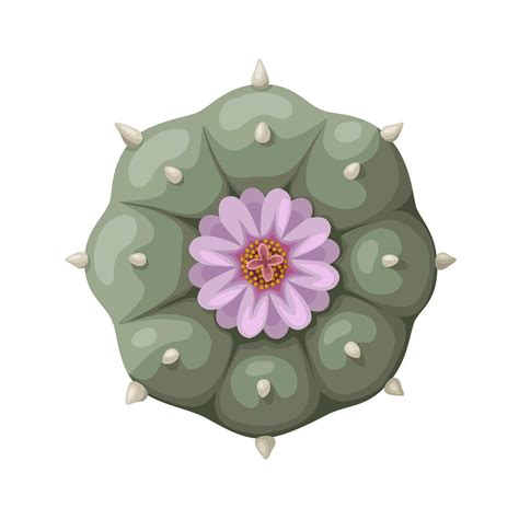 llustration of Lophophora williamsii or peyote cactus, isolated on ...