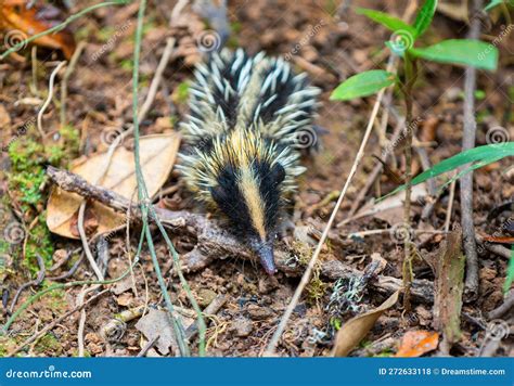 Lowland Streaked Tenrec, Hemicentetes Semispinosus, Madagascar Wildlife ...