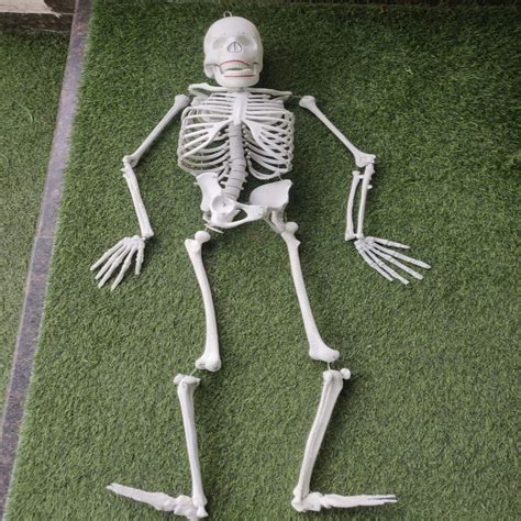 Halloween Skeleton - 5 Feet – Sarvda
