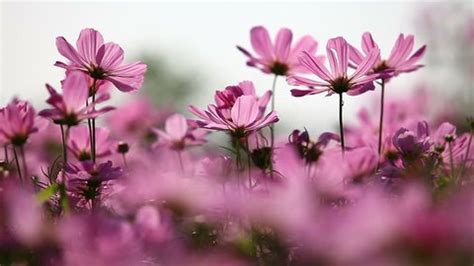 Image result for Pink Exploding Box
