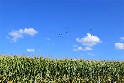 Nursing CE for License Renewal by State Archives - Renew Now CE