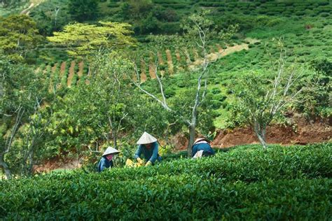 35 Facts About Plantation - Facts.net