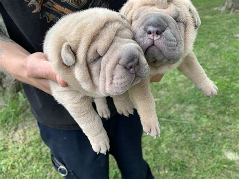 Chinese Shar Pei Puppies For Sale | Cincinnati, OH #330848