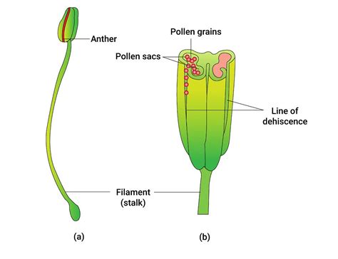 How do Organisms Reproduce? NCERT Solutions - Science and Technology ...