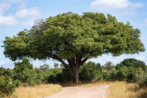 9 Incredible Trees Native to South Africa - A-Z Animals