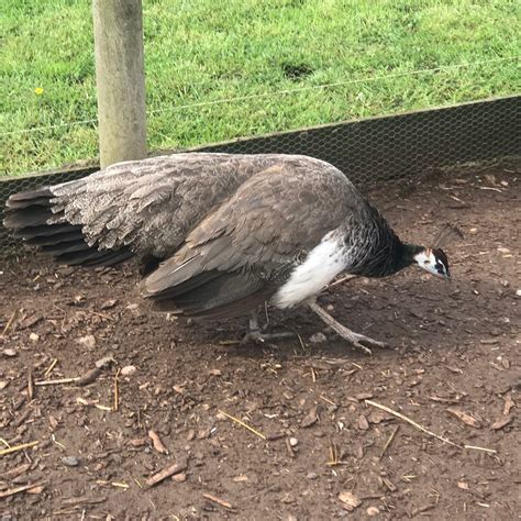 Peahen Nest