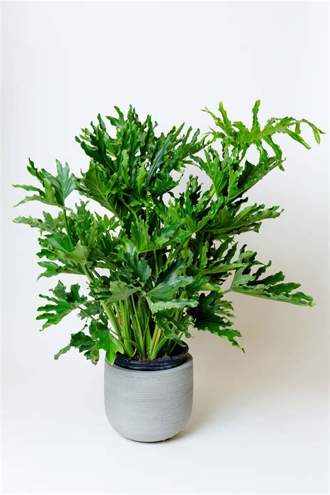 Philodendron Selloum (LadyTree) | Thaumatophyllum Bipinnatifidum - AVS ...