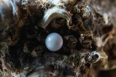 Are Oysters Vegan? Do They Feel Pain? What You Need To Know | The Minimalist Vegan