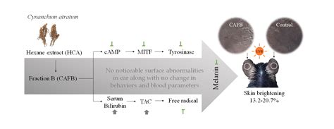 Anti-Melanogenic Effects of Fractioned Cynanchum atratum by Regulation ...
