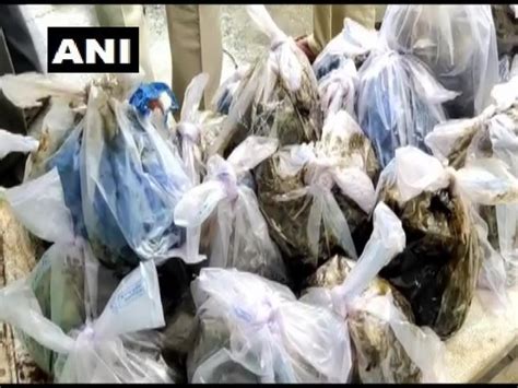 Andhra Pradesh: 25 kg liquid cannabis worth Rs 1.25 cr seized in ...