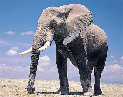 大象的生活习性-大象的生活方式和特点-大象的生活方式是什么 - 见闻坊