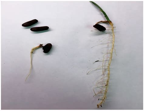 Aspergillus tubingensis Is a Pre-Emergent Pathogen of Date Palm Seedlings