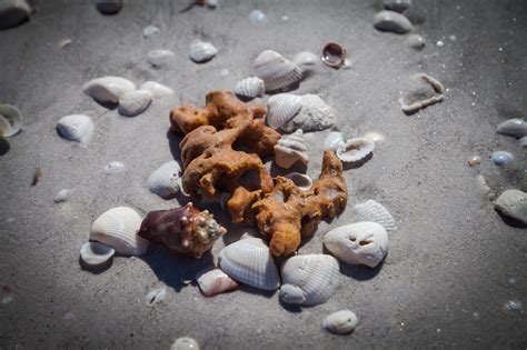 Finding Sea Shells 的图像结果