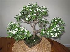 piante di fiori bonsai serissa foetida variegata piante di fiori bonsai serissa foetida variegata