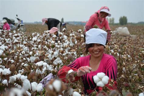 【人民网】新疆棉花，凭什么是世界顶级？
