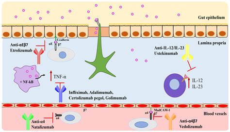 Advancements in Inflammatory Bowel Disease Management: From Traditional Treatments to Monoclonal ...