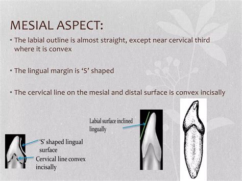 lower/mandibular central incisor | PPTX