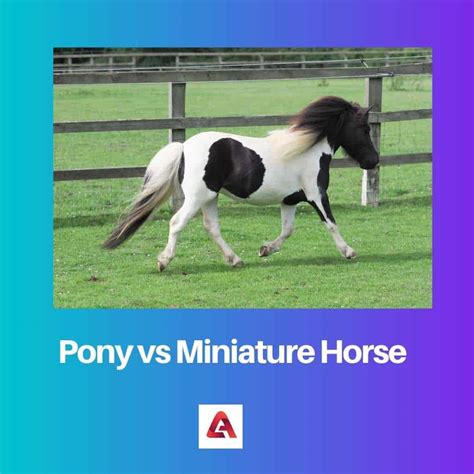 Pônei vs Cavalo Miniatura: Diferença e Comparação