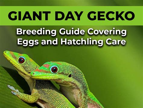 Giant Day Gecko Breeding Guide