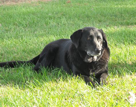 Small Animal Vet Services | Flora & Wayne County Veterinary Clinic