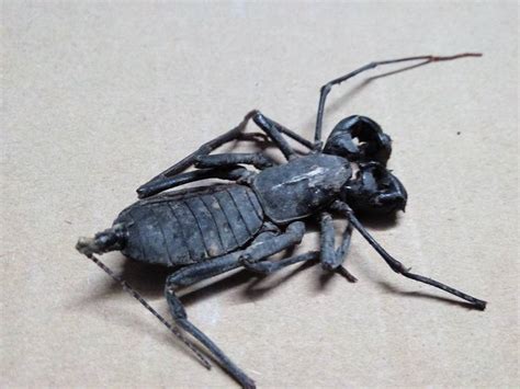 「電気虫」と呼ばれる美しいトゲトゲ毒毛虫。イラガの種類と魅力 - ネイチャーエンジニア いきものブログ