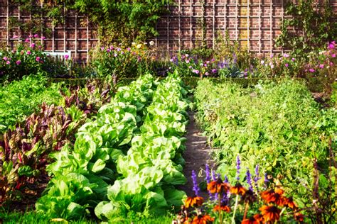 5 Must-Grow Vegetable Plants for Your Garden in June – The Affordable ...