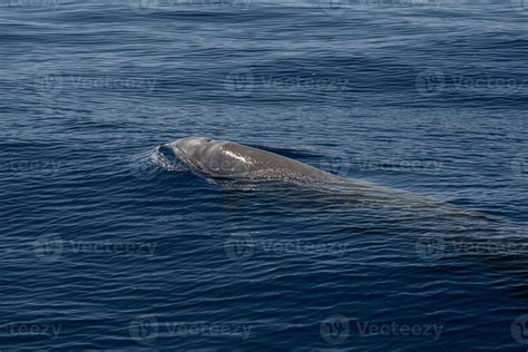 Rare Goose Beaked whale dolphin Ziphius cavirostris 18805041 Stock ...