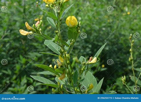 Pigeon Pea Crop with Flowers. Stock Image - Image of agriculture, beans ...