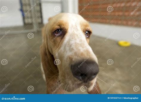 Funny Dog Closeup stock photo. Image of ears, funny, eyes - 59103714